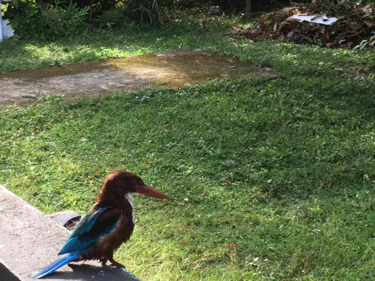 Wellington Villa Hikkaduwa Buitenkant foto